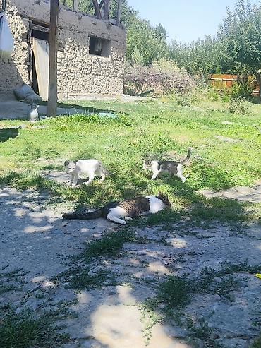 кошка беловодск: 🐾 Три маленькие жизни ищут свой дом… 🐾 У нас есть три котёнка — одна — 3