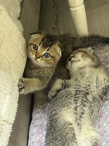 шотландский вислоухий котенок: Шотландские вислоухие котята (Scottish Fold) Два мальчика и две — 9
