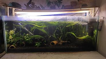 akvarium filteri: Balıqlarla birlikdə, 110 l, Ünvandan götürmə — 3