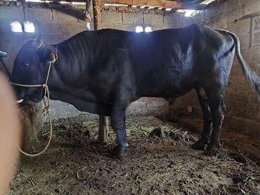 манеж для животных: Продаются быки 8шт, на откорм на забой