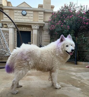 İtlər: Samoyed — 12