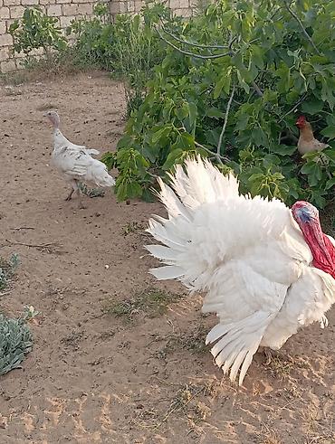 Hinduşkalar: Erkək, Damazlıq, Ödənişli çatdırılma — 8