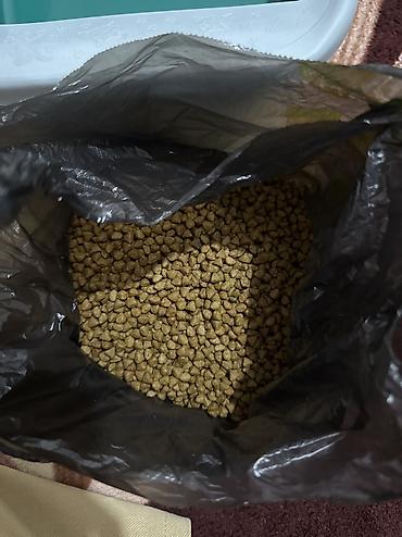 корзина для продуктов: Продам новый кошачий лоток, за 600 сом. размер большой. На вырост — 6
