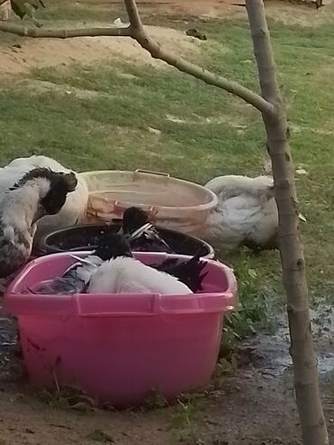 Ördəklər: Ev şəraitində bəslənən ördəklər - Növ: məişət üçün saxlanılan — 5