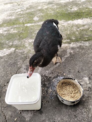 Ördəklər: Erkək, | Lal ördək, Damazlıq, Ünvandan götürmə — 18