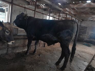 Срочно бык живой вес 270 килаграм 2,5 года два с половиной года быку