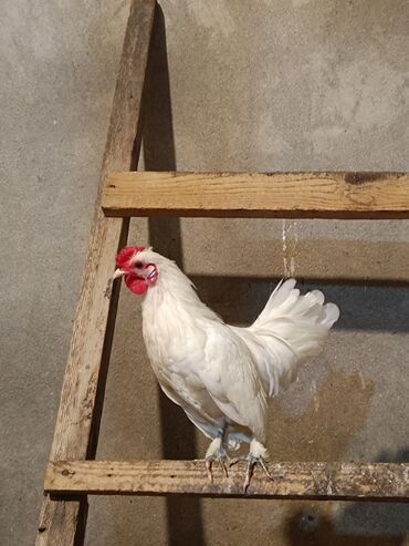 клетки для хомяков: Saglam serama ile qarisiq yaponkalar.1 xoruz 3 fere 2 eded iki ayliq