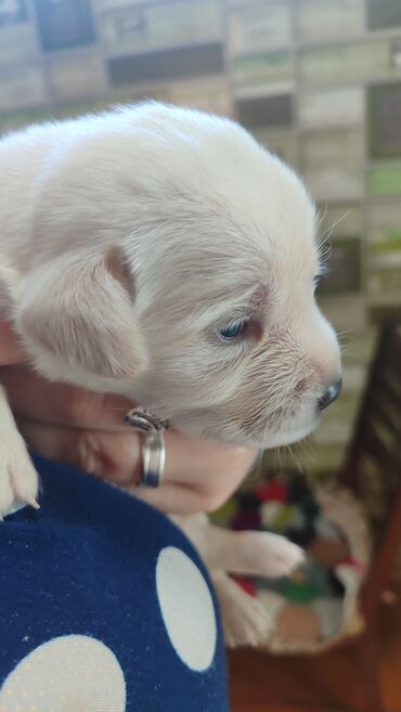 чао чао собака цена: Лабрадор-ретривер, 1 месяц, Самка