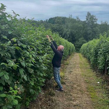 Semena i sadnice: Na prodaju sadnice maline stari Vilamet. Dugogodišnje porodično — 7