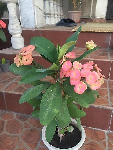 Молочаи: Молочай от 700-1000 с в зависимости от размера — 3