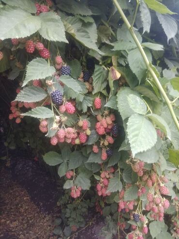 Фрукты и ягоды: Саженцы Ежемалины!!! " Сорт ТорнФри " Без шипов и колючек .Этот сорт — 5