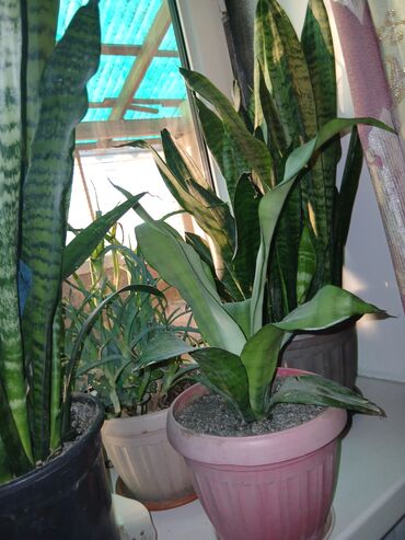 Драцены и Сансевиерии: Большой выбор Сансиеверии цены от 500 — 7