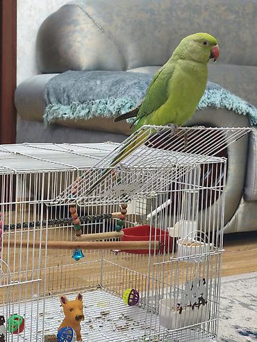 bulbul quşu satışı: Məhsul: Yaşıl Halsiz İsgəndər tutuquşusu (Ringneck Parakeet) Təsvir — 4