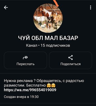 приюты для кошек бишкек: Https://whatsapp.com/channel/0029Vb5ojkc9cDDhOH7WcG2m ушул сылка