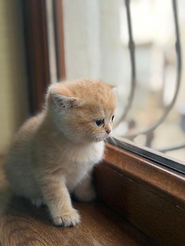 Pişiklər: Britan — 4