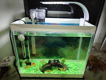 akvarium baliqlari: Akvaryum dəsti – kompakt və baxımı asan - Şüşə akvaryum, üst qapaqlı — 1