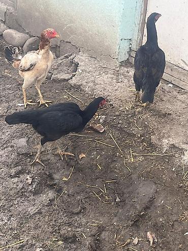 avstrolop yumurtasi: Mayalı Sosyet heyratı yumurtaları satılır yaxşı heyvanların — 7