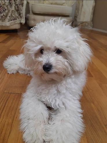 bichon frise: Bişon Frize — 1