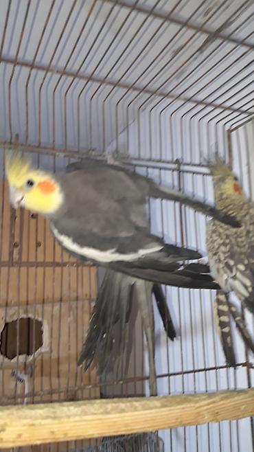 quba heyvan satisi: Hazir cutler bala vermiw quwlardi boz renq erkeydi mayasi cil perlova — 4
