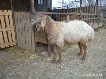 племенные кролики продажа: Сатам | Ургаачы кой (ургаачы) | Арашан | Көбөйтүү үчүн, Жүн үчүн | Ургаачы