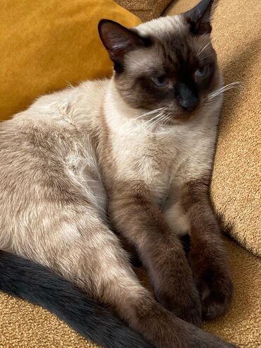 Pişiklər: Şinşilla -da lalafo.az — 22 Pişiklər: Şinşilla — 22