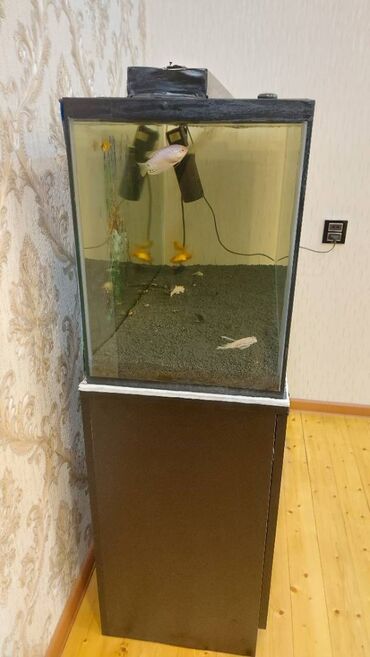 Akvariumlar: Dördbucaq akvarium, Boş, 175 l, Ünvandan götürmə — 3