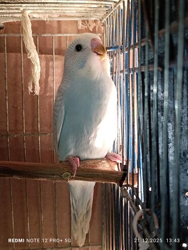 Tutuquşları: Məhsul: Dalmatian/xallı və klassik rəng çeşidlərində nimfa deyil — 7