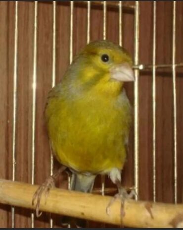 Птицы: Канарейки зелёный поющие самец