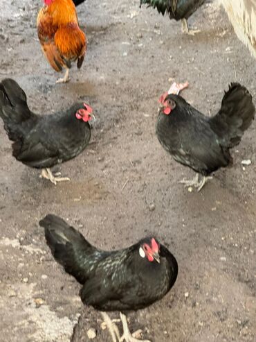 Куры, петухи: Продаю | Куры, Петух — 3