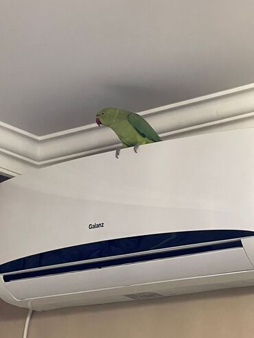 Tutuquşları: Ojerelya Arjelya Ajarelya Ojeralya Tutuquşu Yaşıl Pakıstan Tutuquşu — 12