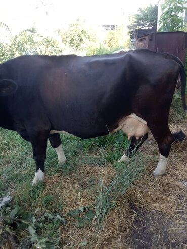 каро: Продаю | Корова (самка) | Алатауская | Для разведения, Для молока | Стельные