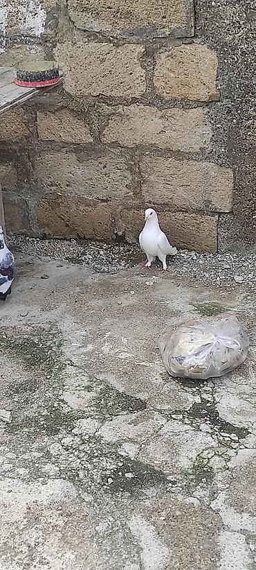 Quşlar: Göyərçin barter var boynugüllü yada əbrəşlə badam lələy erkəy olmalıdı — 1