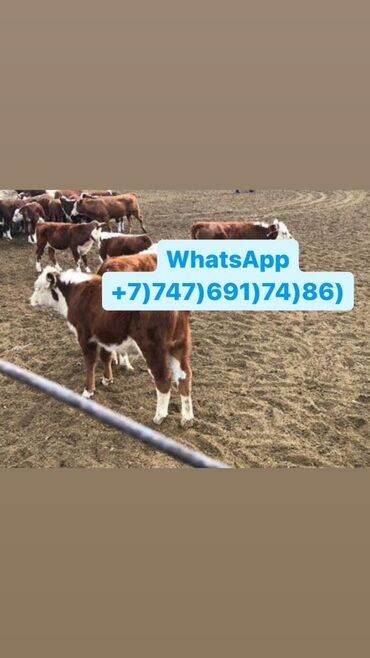 ат араба сатылат: Бычки телята тёлучки +7)747)691)74)86) вотсап Бычки телята тёлки lalafo.kg да ат араба сатылат: Бычки телята тёлучки +7)747)691)74)86) вотсап Бычки телята тёлки