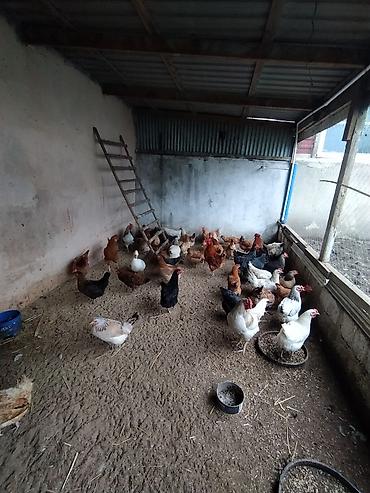 Toyuqlar: Toyuq, Damazlıq — 1