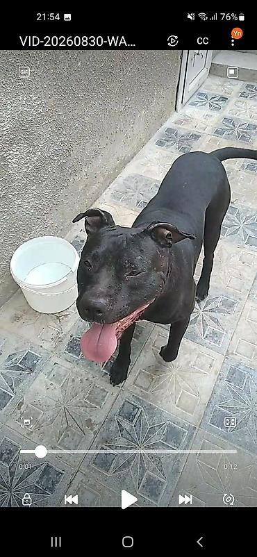 pitbull itleri: Pitbul — 1