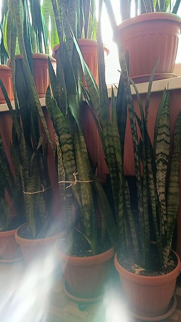 тещя: Сансевиерия (Sansevieria, «тещин язык», «щучий хвост») в горшках - — 1