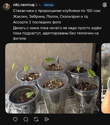 Фикусы: Внимание, освобождаю полки. Фикусы, сингониумы, Филодендроны детки — 30