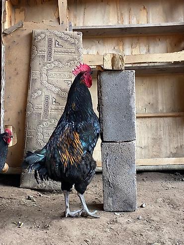 Куры, петухи: Продаю | Петух | Для разведения at lalafo.kg — 8 Куры, петухи: Продаю | Петух | Для разведения — 8