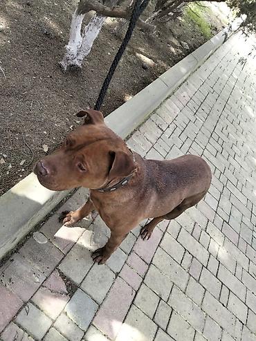 İtlər: 𝘈𝘺𝘢𝘲𝘭𝘢 𝘮𝘰̈𝘩𝘬ə𝘮 𝘴𝘪𝘮𝘦𝘵𝘪𝘥𝘪𝘬𝘥𝘪𝘳. 𝘪𝘵𝘪𝘯 𝘩𝘦𝘤̧ 𝘣𝘪𝘳 𝘬𝘢 𝘱𝘳𝘪𝘻𝘪 𝘰𝘭𝘢 𝘣𝘪𝘭𝘮ə𝘻 — 2