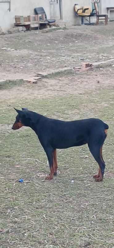 İtlər: Doberman, 10 ay, Dişi, Peyvəndli, Ödənişli çatdırılma — 3