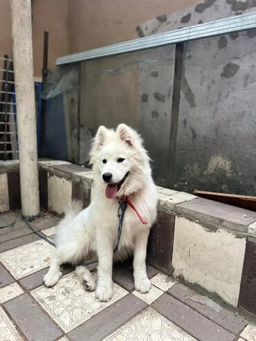Samoyed, 8 ay, Erkek, Sənədli, Pulsuz çatdırılma, Rayonlara çatdırılma