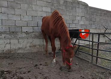 продажа клевер: Продаю | Кобыла (самка) | Рабочий | Мерин — 4