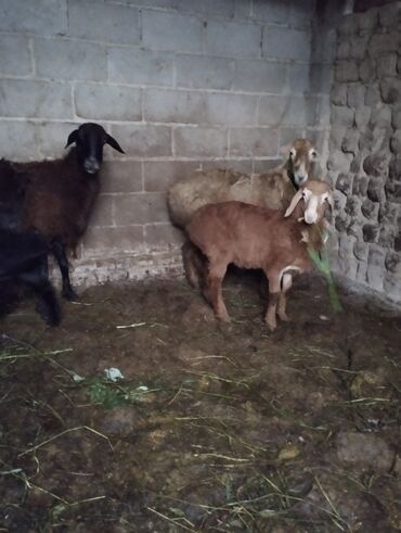 овцы меринос: Продаю | Овца (самка), Ягненок | Арашан | Матка