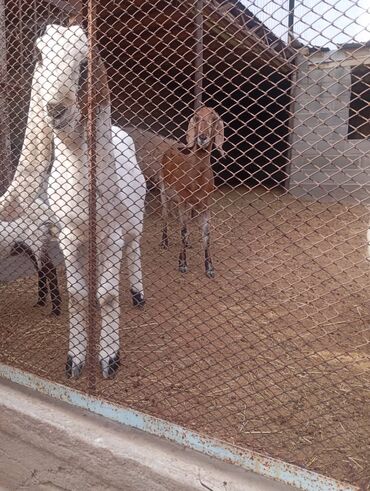 Козы, козлы: Продаю | Коза (самка), Козёл (самец), Козлёнок | Камори | Для разведения | Племенные at lalafo.kg — 5 Козы, козлы: Продаю | Коза (самка), Козёл (самец), Козлёнок | Камори | Для разведения | Племенные — 5