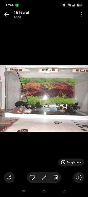 akvariumlar: Akvaryum dəsti10 litrlik akvarium su qizdiricisi su filteri termometr — 1
