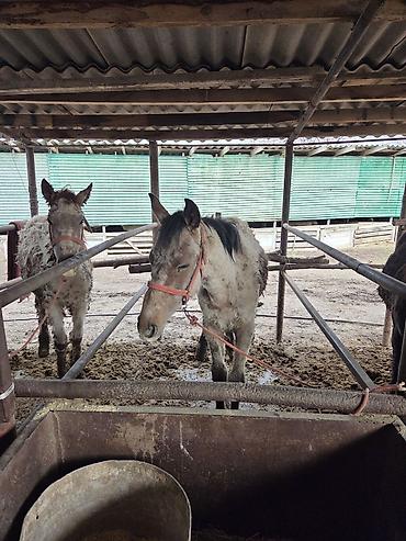 Другие животные: Байланган тайлар сатылат 6 баш Адрес Кун-Туу — 9