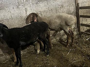 немецкий овчарка цена: Продаю | Овца (самка), Баран (самец) — 5