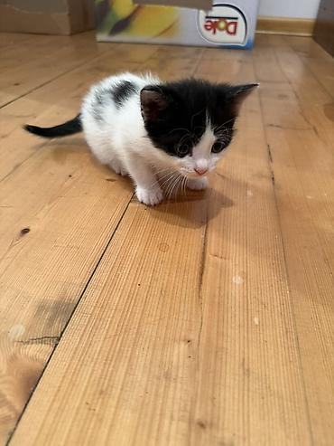 Pişiklər: Erkək, Dişi, Yaxşı əllərə — 6