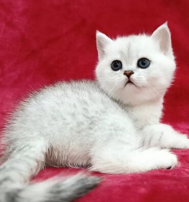 кот батон: Продается Шотландские котята Серебристая шиншилла ! Мальчишка и
