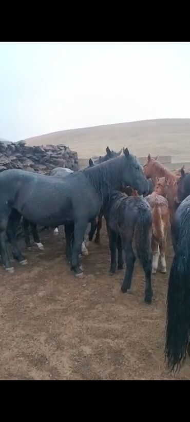 Лошади, кони: Продаю | Кобыла (самка) | Для разведения | Племенные — 3